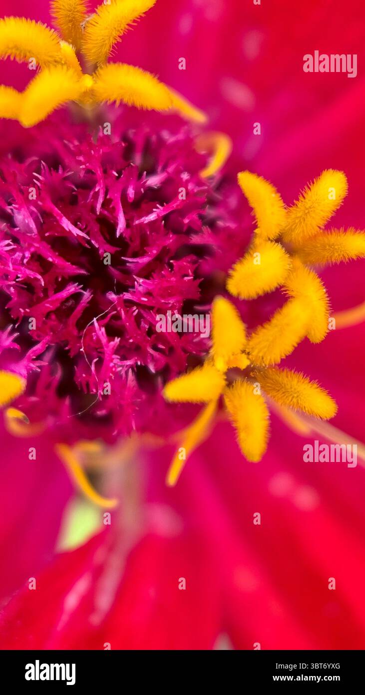 Colorful zinnia flower center macro photography. A close up of a yellow floret disk. - Smartphone Captured Stock Image