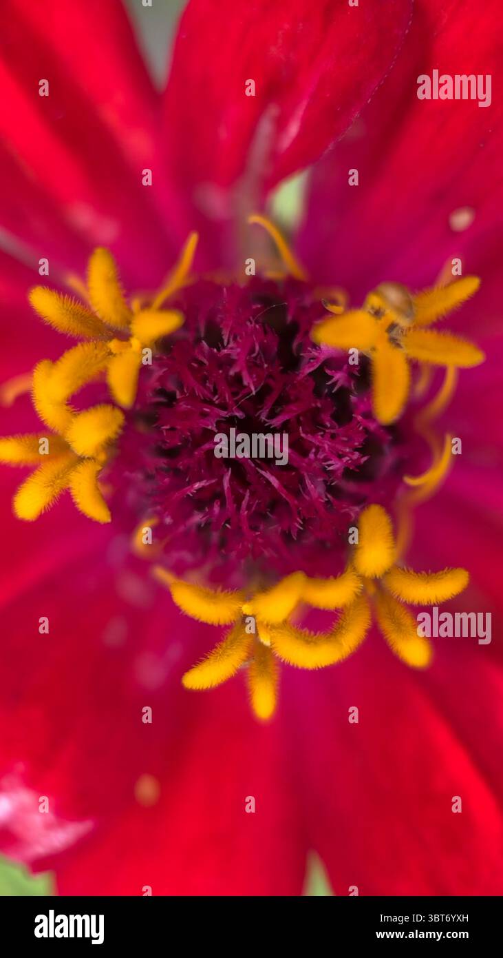 Colorful zinnia flower center macro photography. A close up of a yellow floret disk. - Smartphone Captured Stock Image