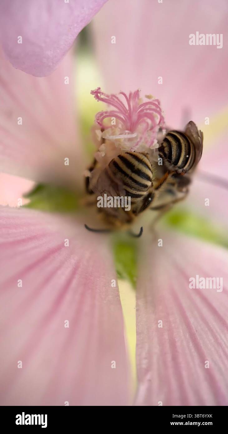 A group of honey bee insects pollinating a flower macro photography - Smartphone Captured Stock Image