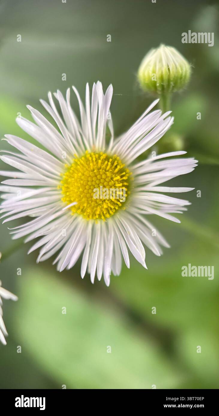 White daisy flower macro photography. A close up of a daisy petals and yellow center. - Smartphone Captured Stock Image