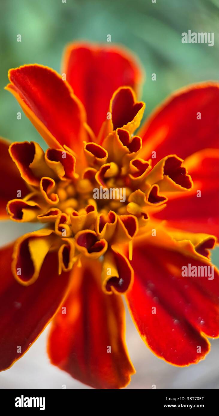 Marigold flower macro photography . - Smartphone Captured Stock Image