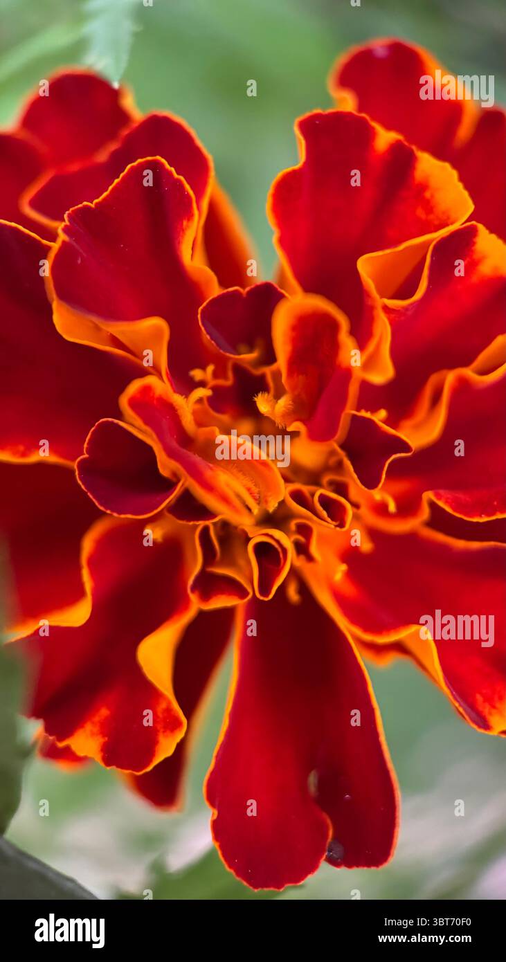 Marigold flower macro photography . - Smartphone Captured Stock Image