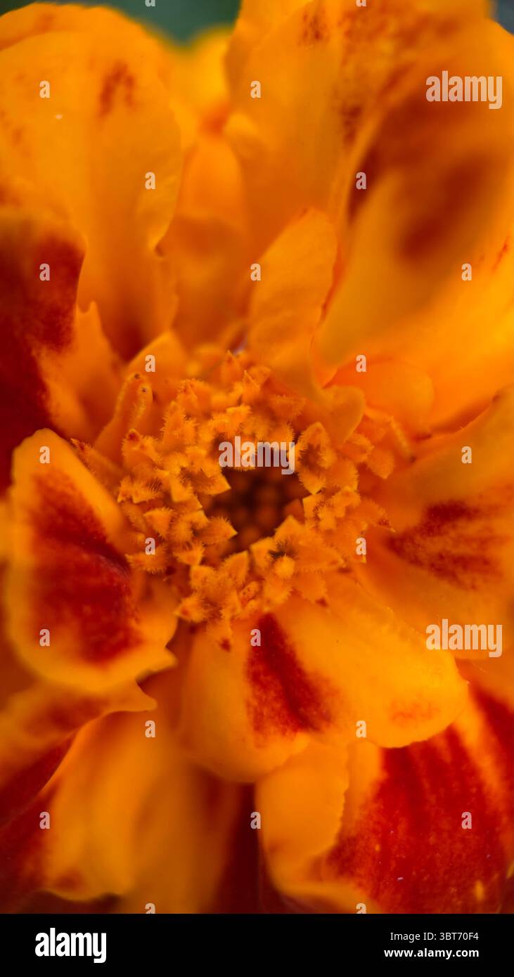 Marigold flower macro photography . - Smartphone Captured Stock Image