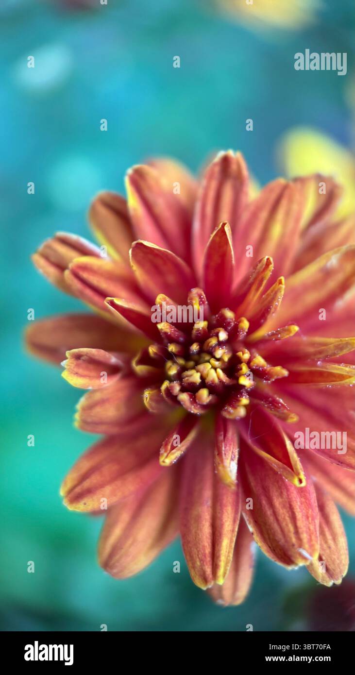 Marigold flower macro photography . - Smartphone Captured Stock Image