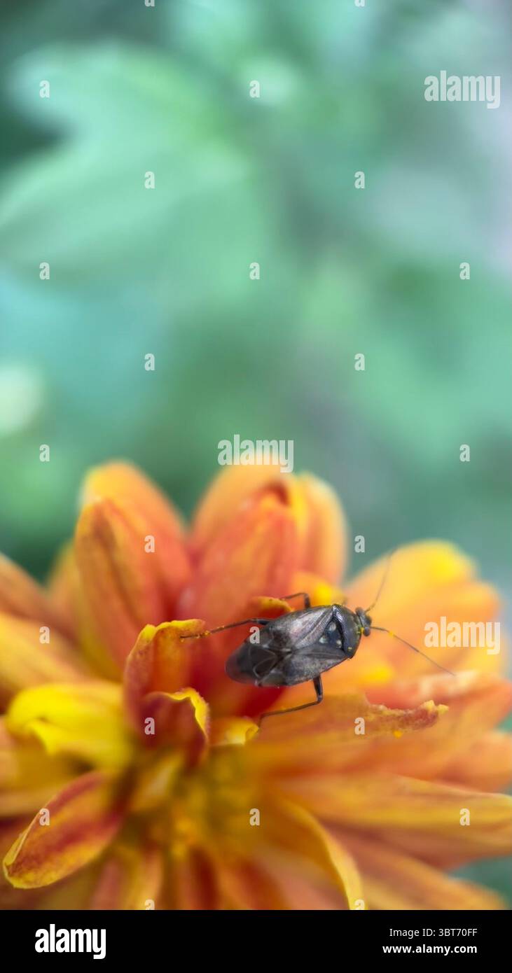 Marigold flower macro photography . - Smartphone Captured Stock Image