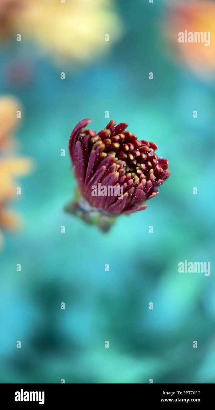 Marigold flower macro photography . - Smartphone Captured Stock Image