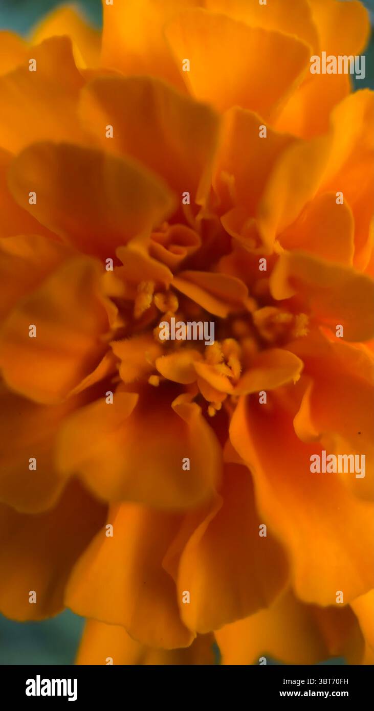 Marigold flower macro photography . - Smartphone Captured Stock Image