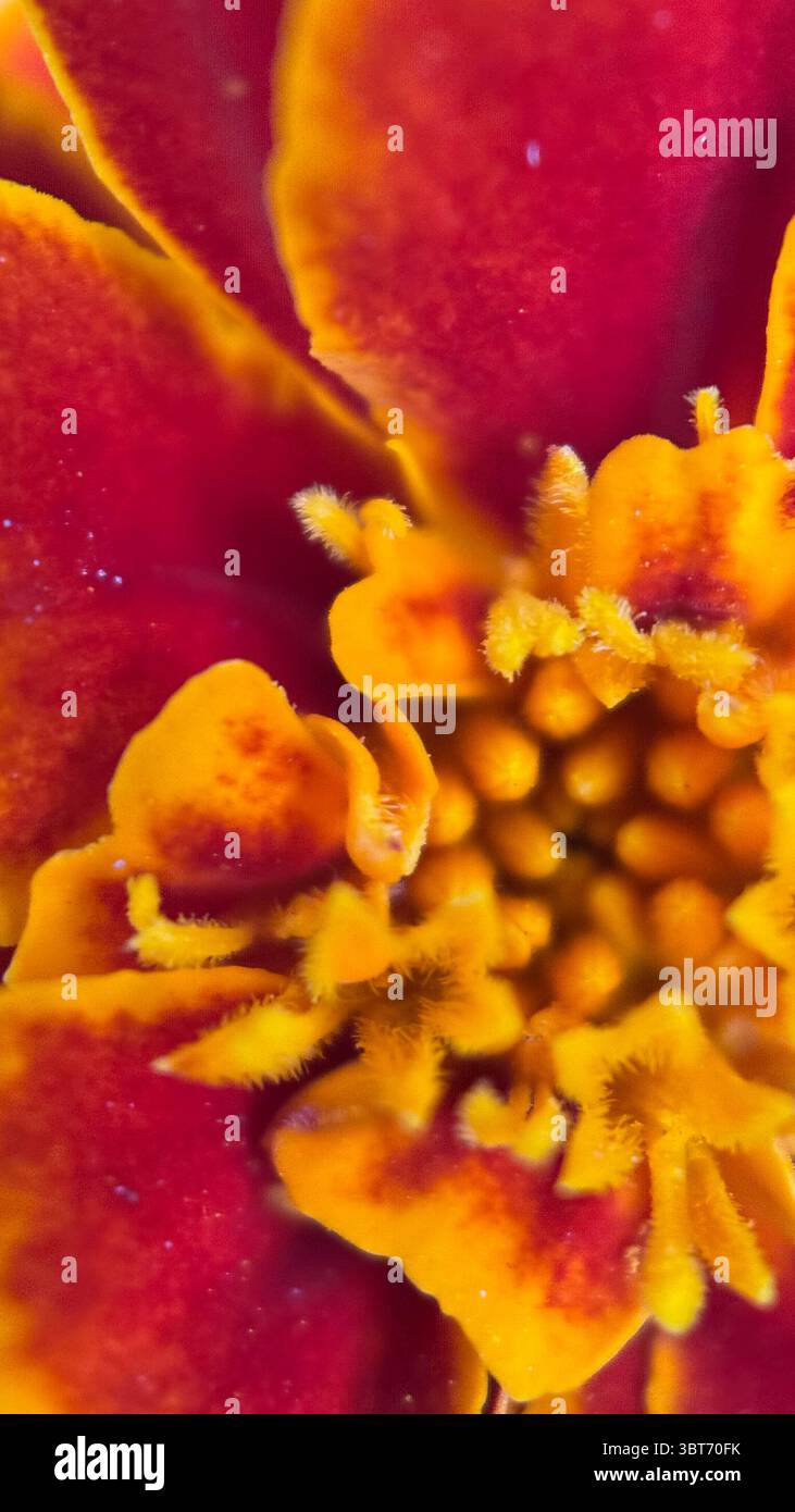 Marigold flower macro photography . - Smartphone Captured Stock Image