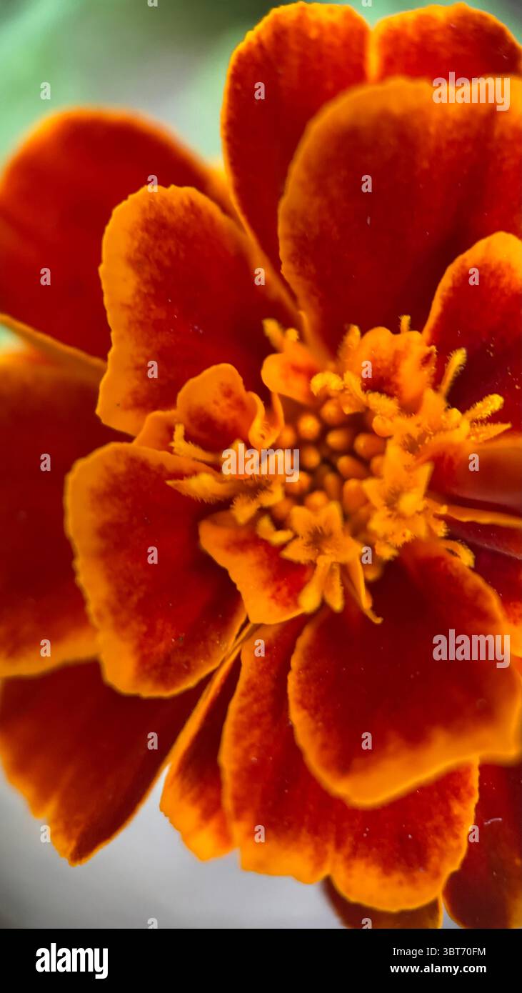 Marigold flower macro photography . - Smartphone Captured Stock Image