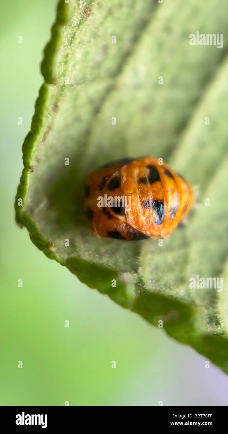 A close up of a pupa of a ladebird beetle. Macro photography. - Smartphone Captured Stock Image