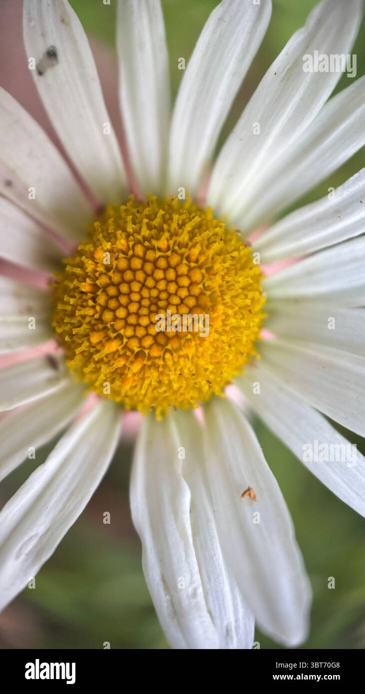White daisy flower macro photography. A close up of a daisy petals and yellow center. - Smartphone Captured Stock Image