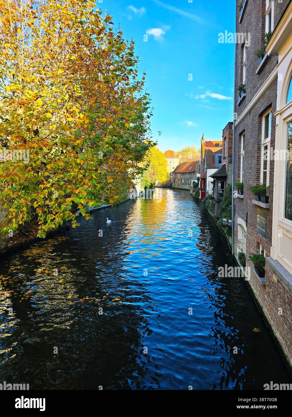 Colorful fall foliage along a quiet canal in Bruges, Belgium, with reflections in the water and medieval buildings lining the bank. - Smartphone Captured Stock Image