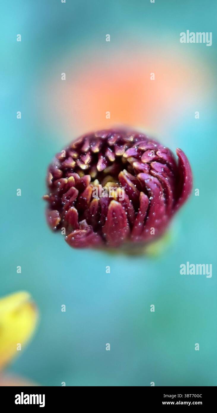Marigold flower macro photography . - Smartphone Captured Stock Image