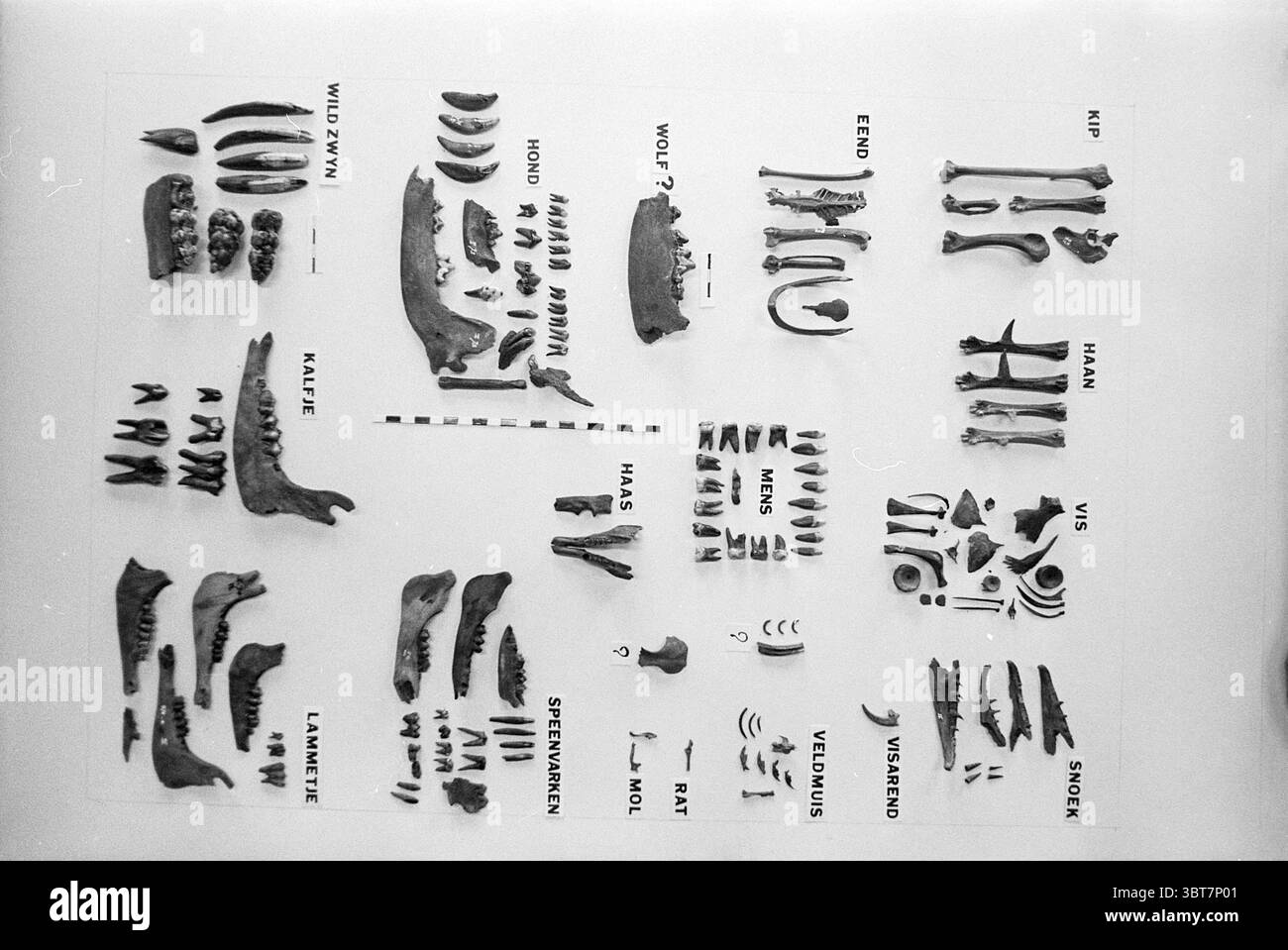 Skeletal elements displayed Black and White Stock Photos & Images - Alamy