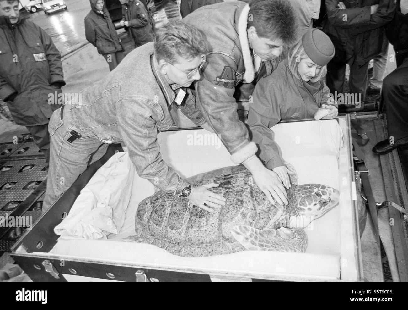 Mottled shell Black and White Stock Photos & Images - Alamy