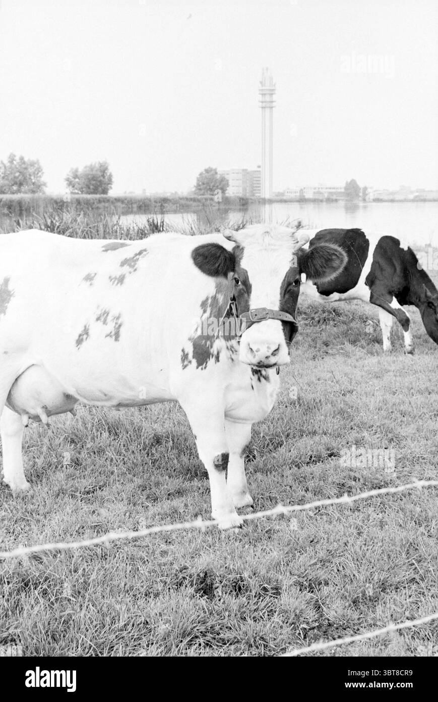 Cows graze on green hills Black and White Stock Photos & Images - Alamy