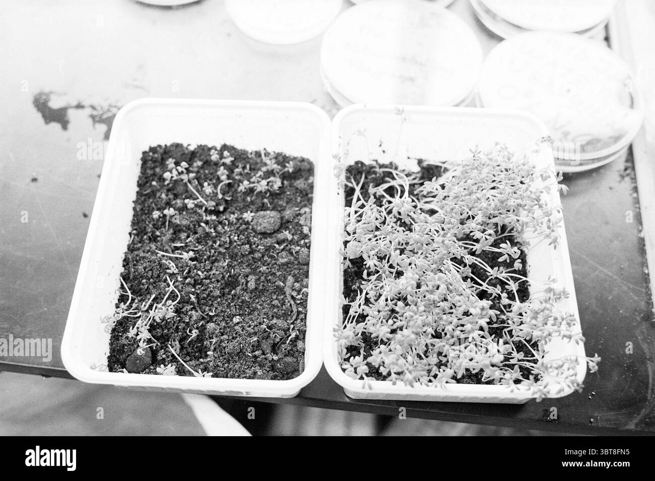 Rose on soil Black and White Stock Photos & Images - Alamy