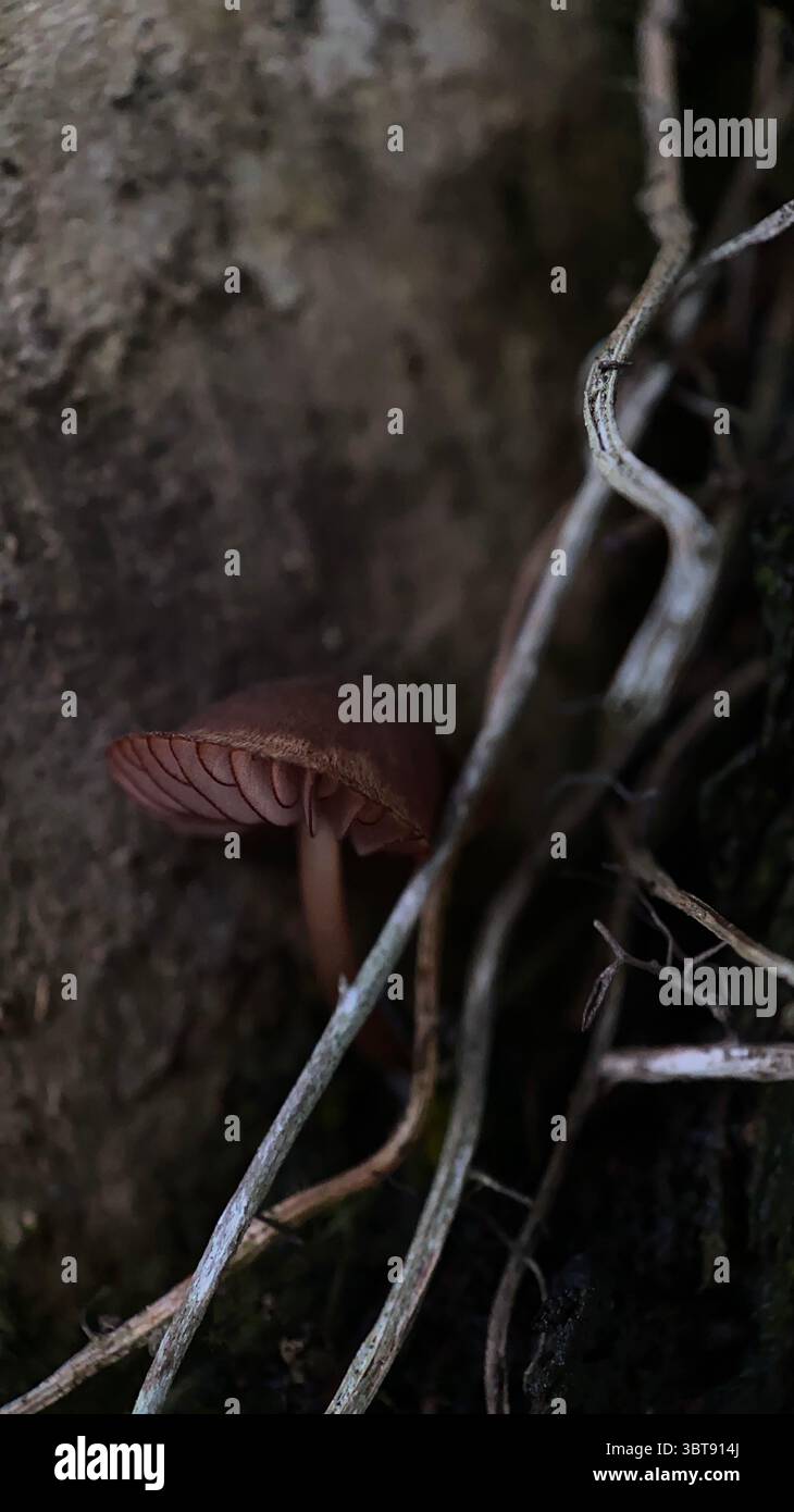 Bleeding fairy helmet mushrooms growing on a decaying tree macro photography. - Smartphone Captured Stock Image