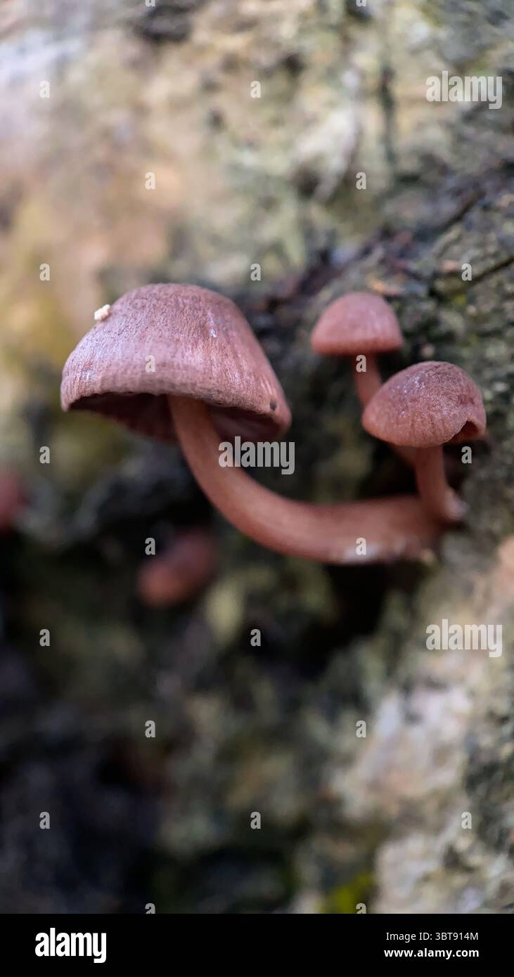 Bleeding fairy helmet mushrooms growing on a decaying tree macro photography. - Smartphone Captured Stock Image