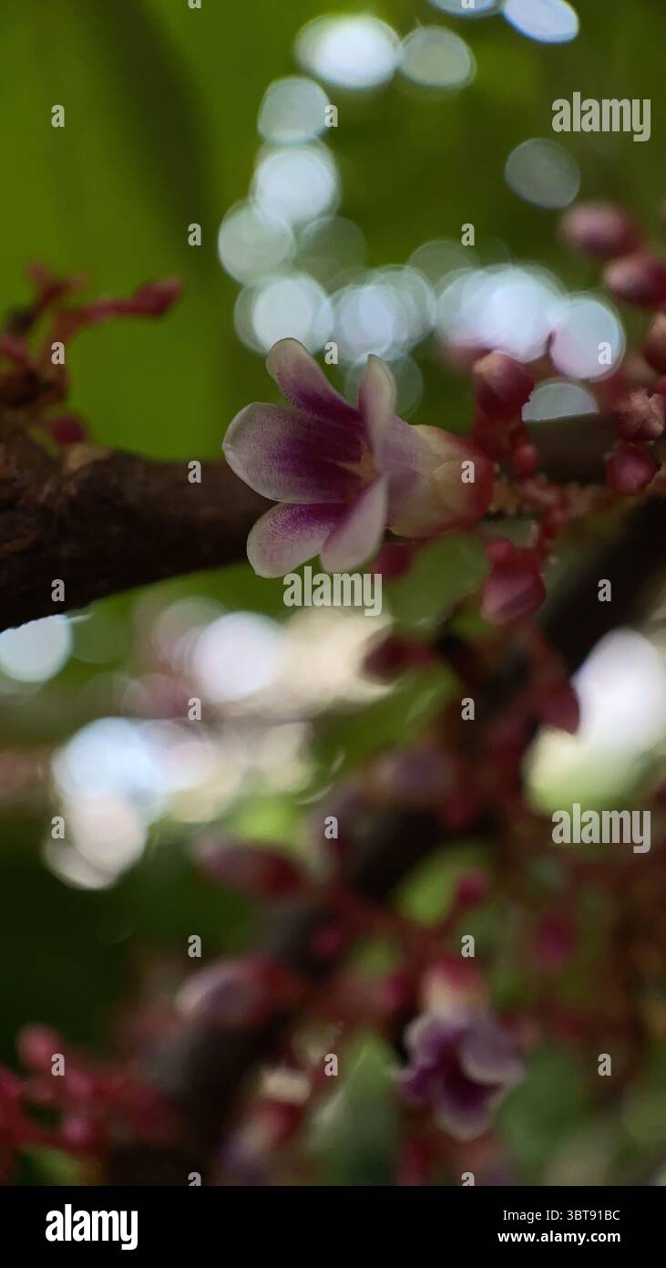 Star fruit tree flower macro photography. A close up of a pinkish purple tiny flowers. - Smartphone Captured Stock Image
