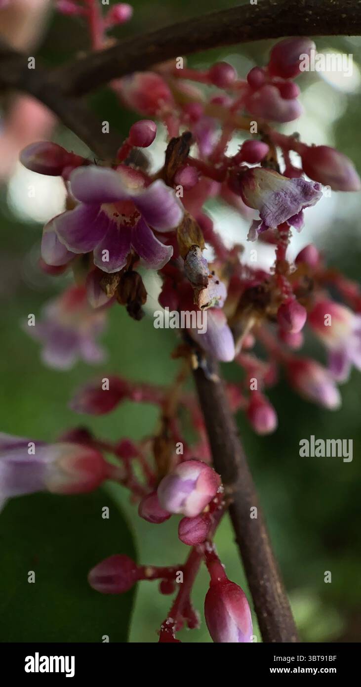 Star fruit tree flower macro photography. A close up of a pinkish purple tiny flowers. - Smartphone Captured Stock Image