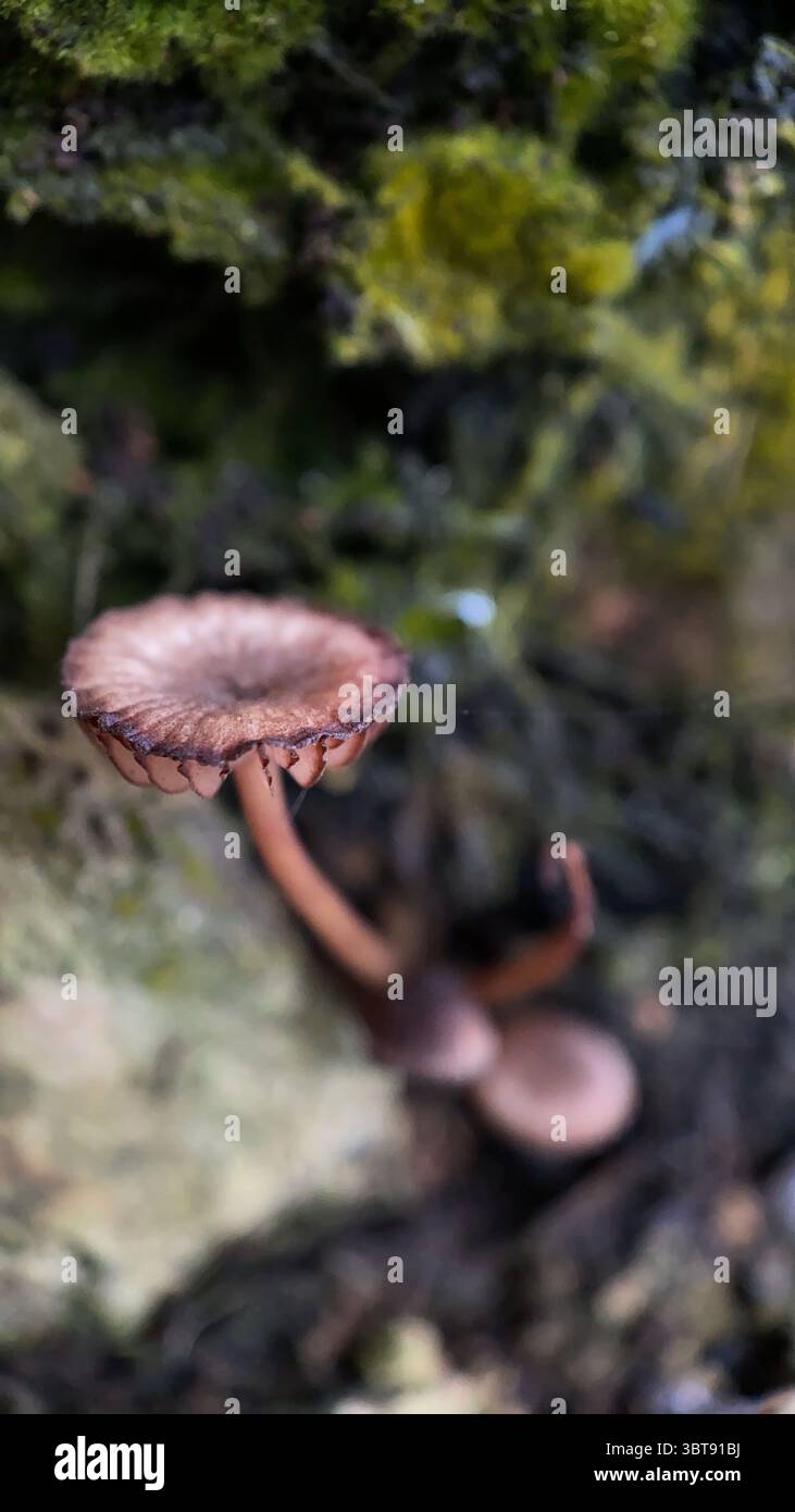 Small brown mushroom growing on a decayed tree macro photography - Smartphone Captured Stock Image