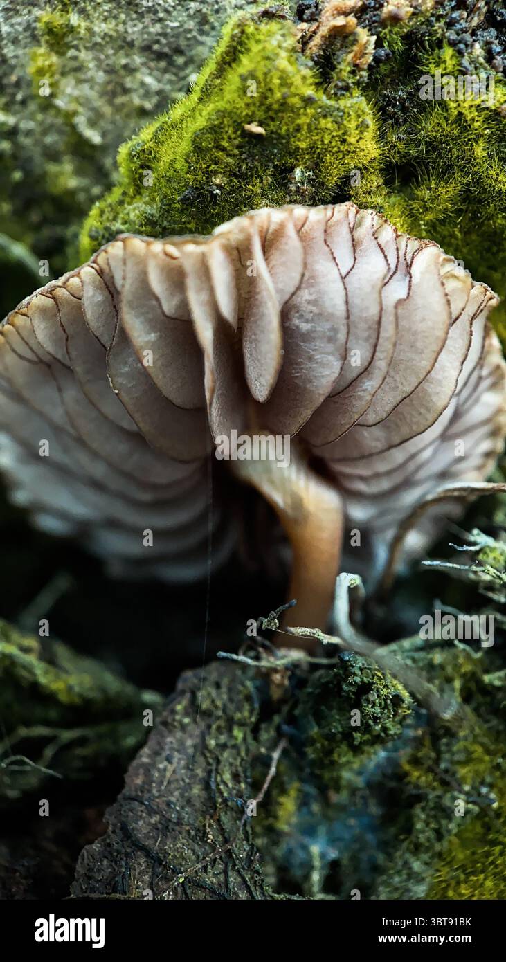 Small brown mushroom growing on a decayed tree macro photography - Smartphone Captured Stock Image