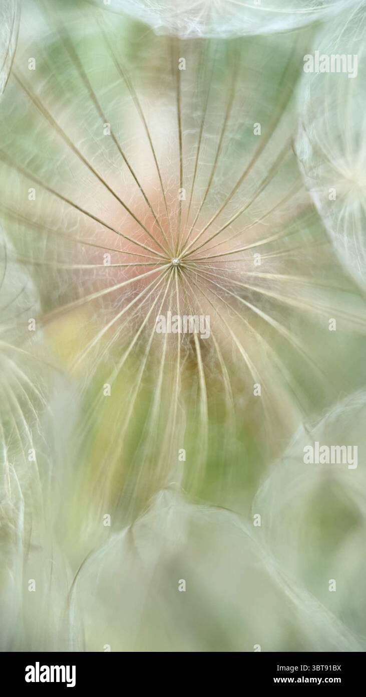 White fluffy parachute dandelion puffball macro photography. A close up of a dandelion silver seed head. - Smartphone Captured Stock Image