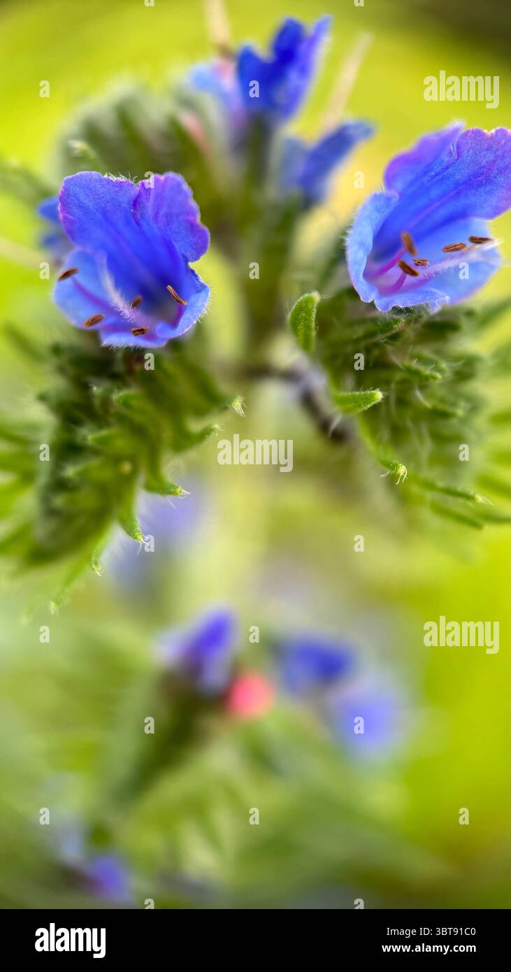 Blueweed flower (viper’s-bugloss) macro photography. - Smartphone Captured Stock Image