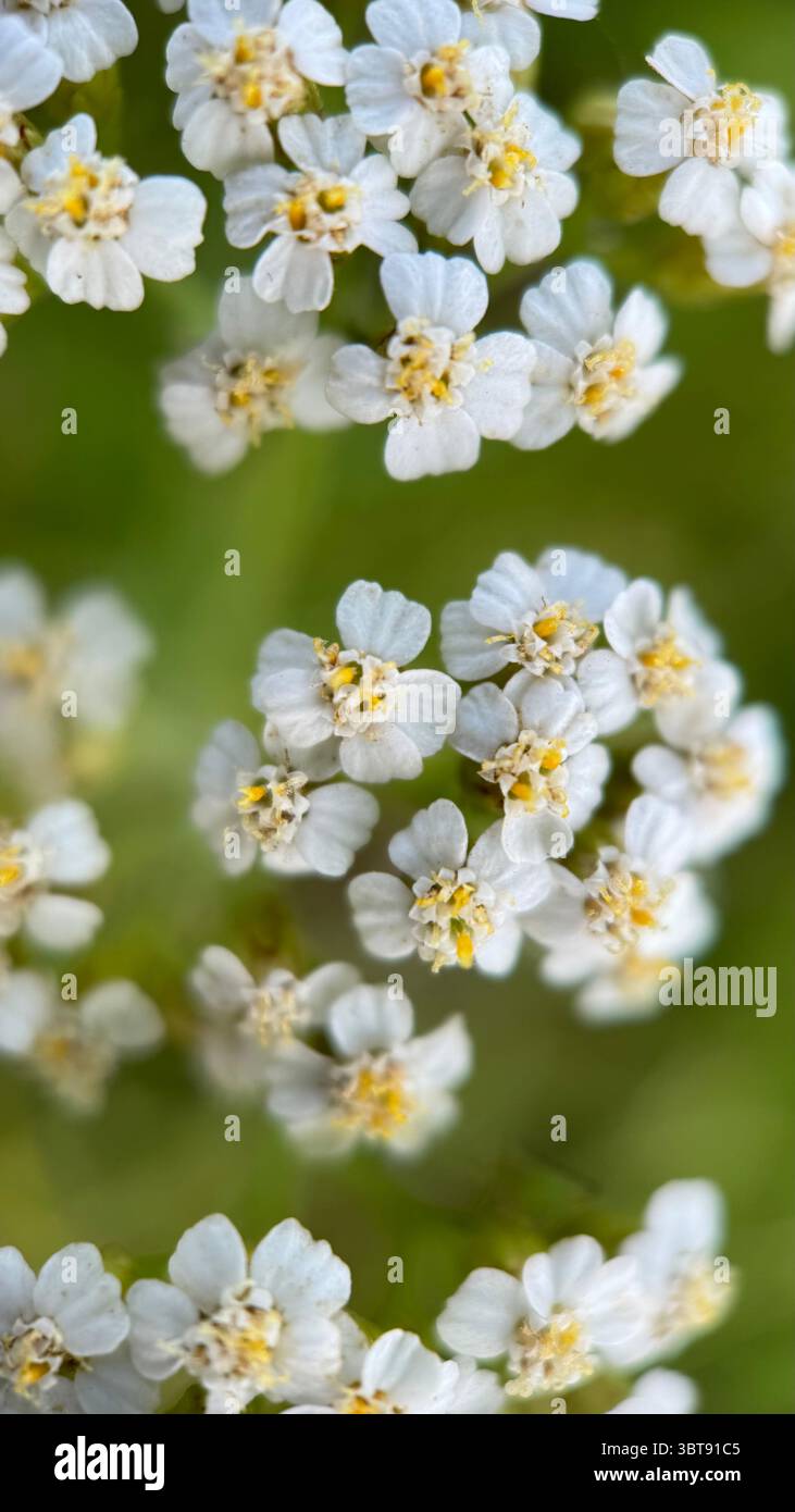 Yarrow plant white flowers macro photography - Smartphone Captured Stock Image
