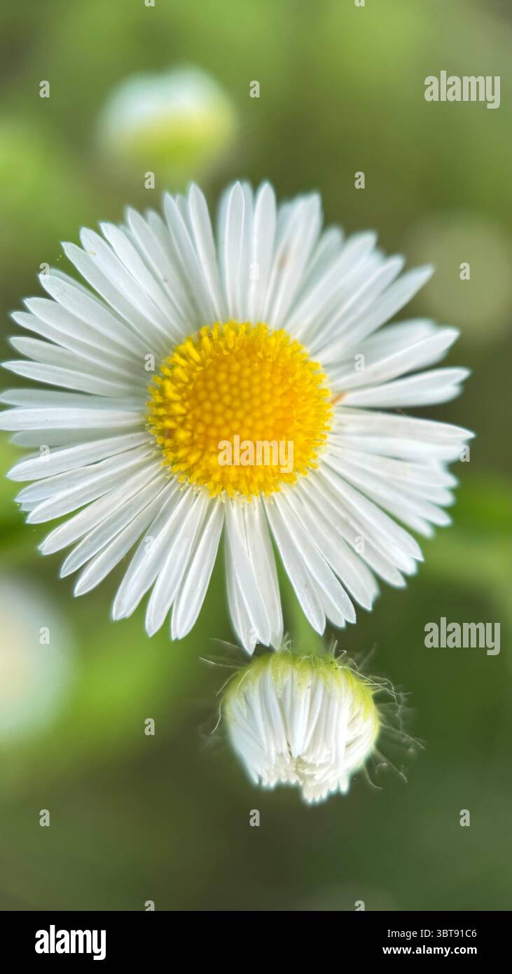 White daisy flower macro photography. A close up of a daisy petals and yellow center. - Smartphone Captured Stock Image