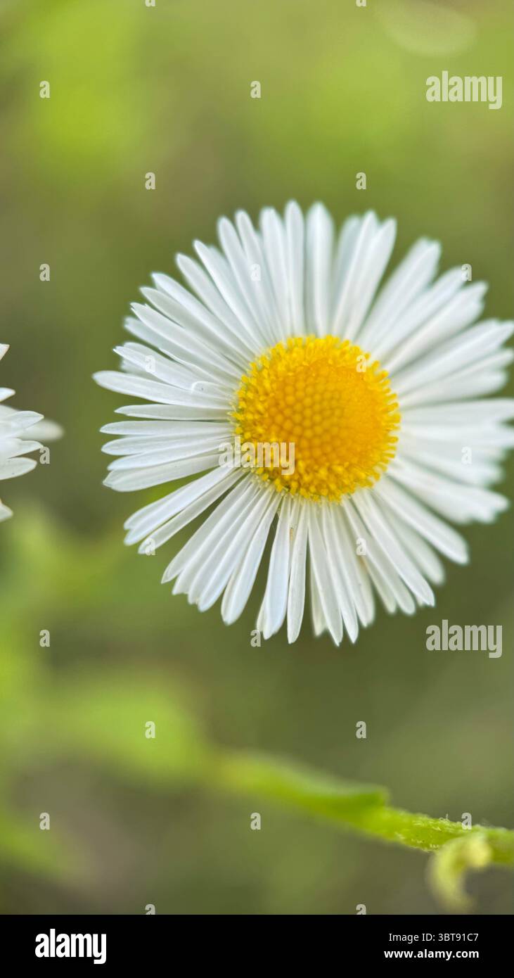 White daisy flower macro photography. A close up of a daisy petals and yellow center. - Smartphone Captured Stock Image