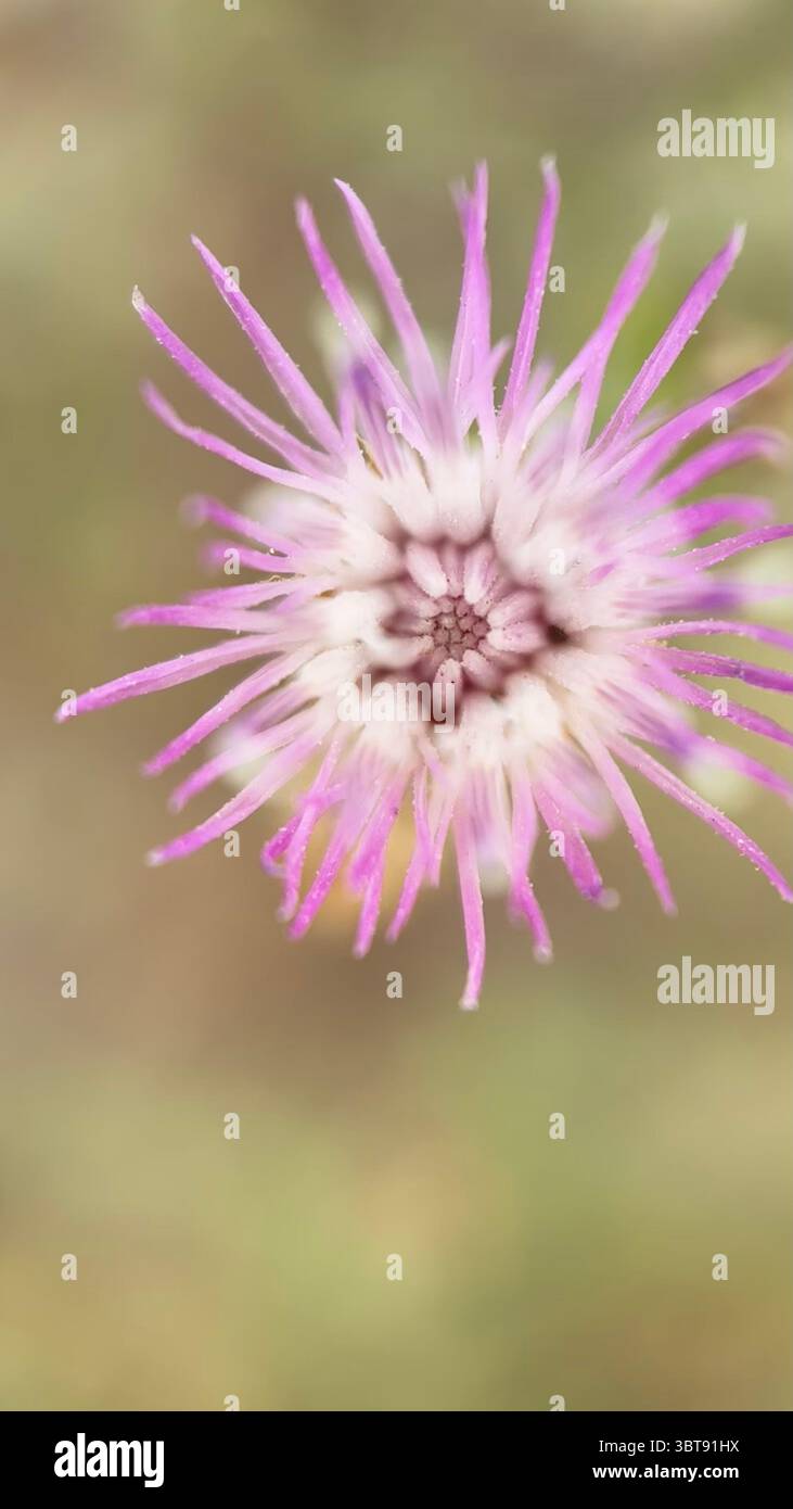 Diffuse knapweed flowers macro photography. Close up of flower. - Smartphone Captured Stock Image