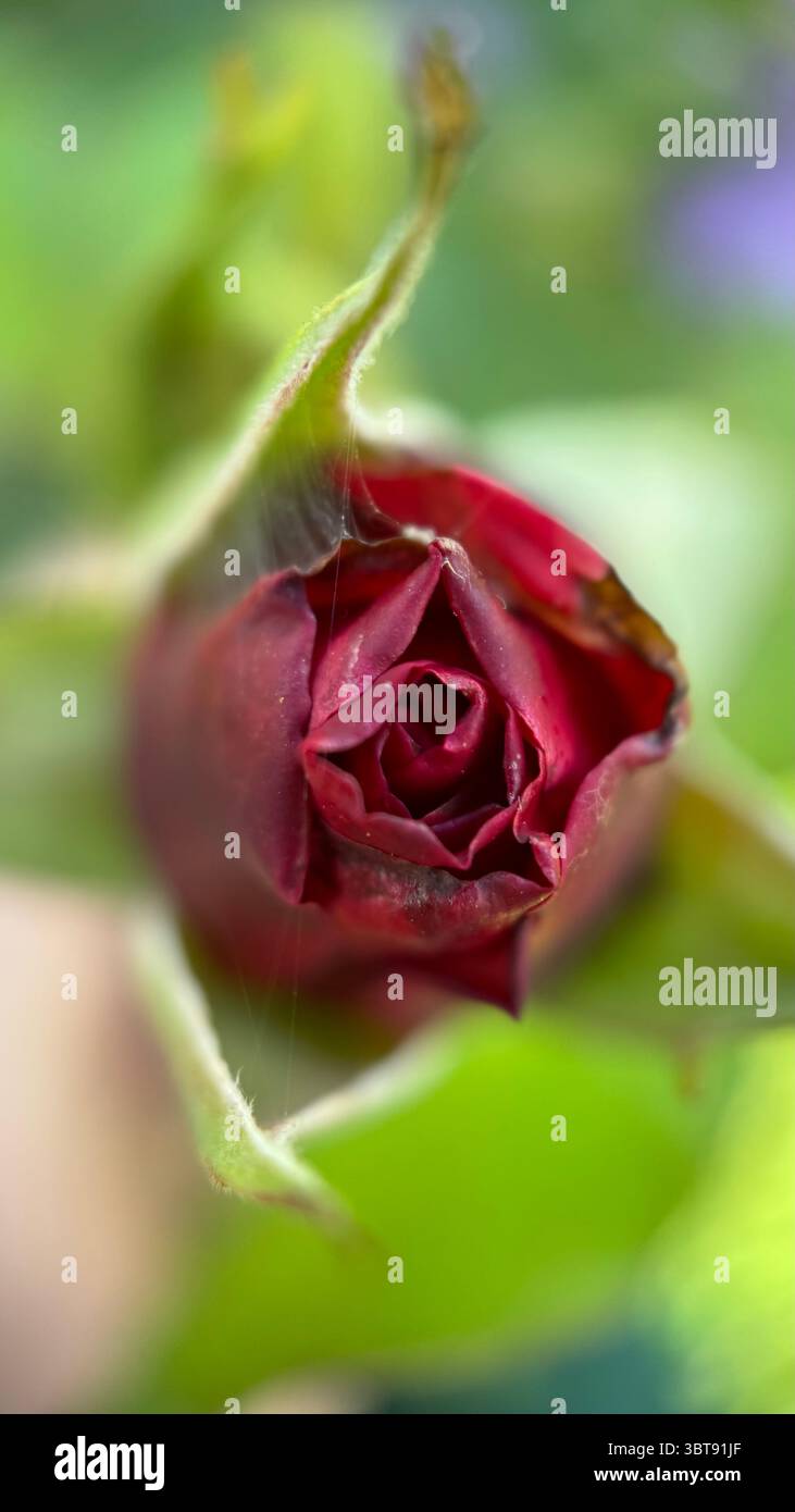 A bud of a rose macro photography. A close up of a rose bud. - Smartphone Captured Stock Image