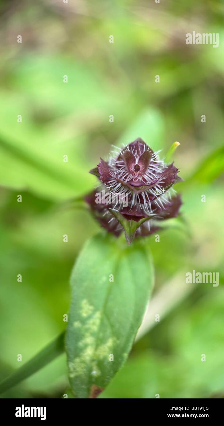A close up of a purple prunella vulgaris flower. Macro photography. - Smartphone Captured Stock Image