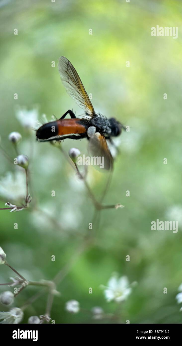 A close up of a Cylindromyia fly flying over white flowers. Macro photography. - Smartphone Captured Stock Image