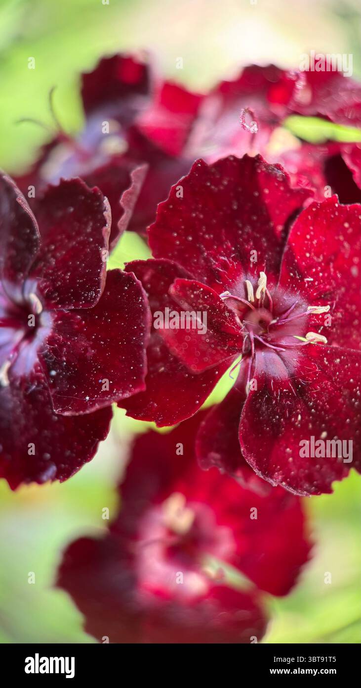 Maiden pink flower (Dianthus) macro photography. Burgundy red “pinks” flower petals close up. - Smartphone Captured Stock Image