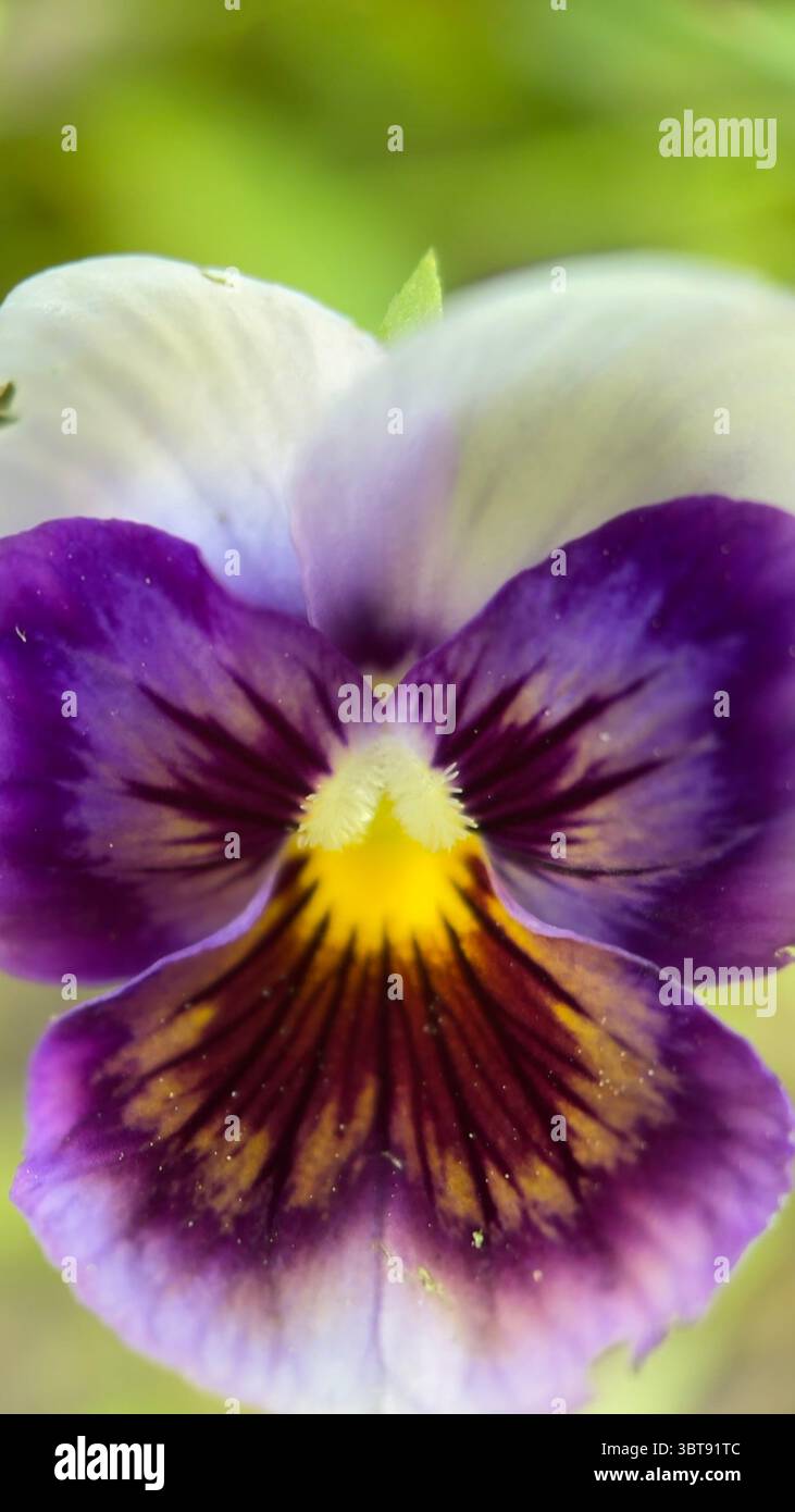 A close up of purple and yellow pansy flower. Purple flower macro photography - Smartphone Captured Stock Image