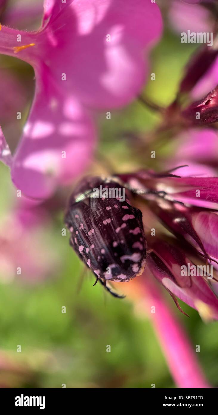 A close up of a white spotted rose beetle. Macro photography. - Smartphone Captured Stock Image