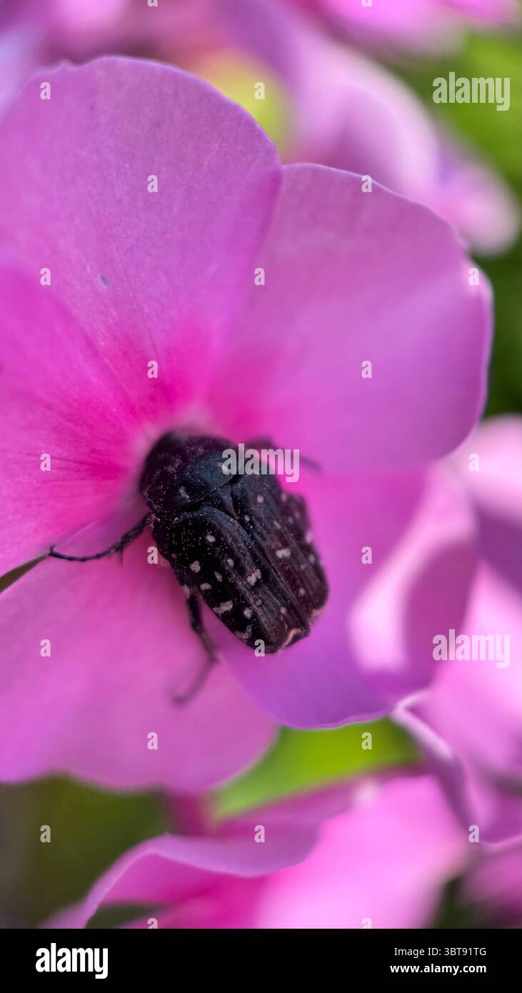 A close up of a white spotted rose beetle. Macro photography. - Smartphone Captured Stock Image