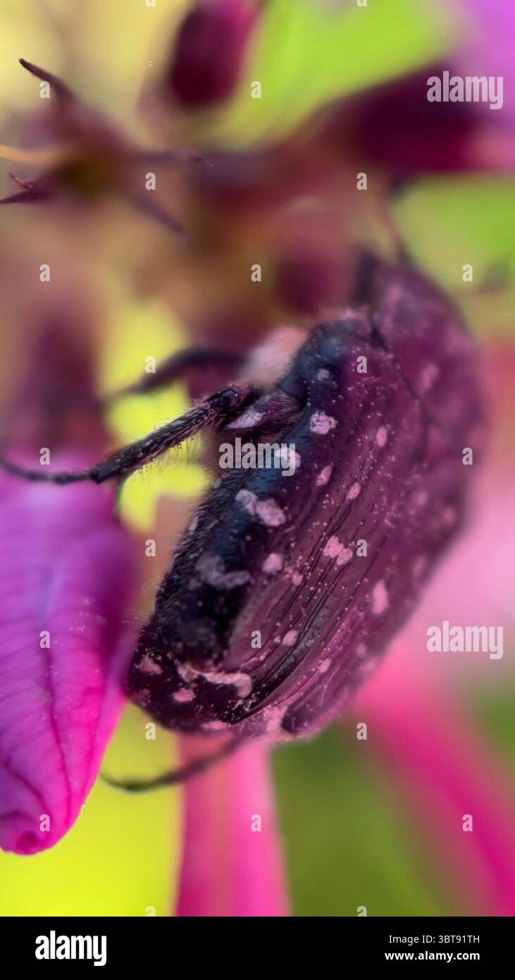 A close up of a white spotted rose beetle. Macro photography. - Smartphone Captured Stock Image