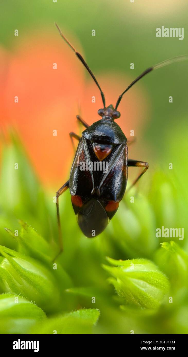Red spotted plant bug (deraeocoris ruber) macro photography. - Smartphone Captured Stock Image