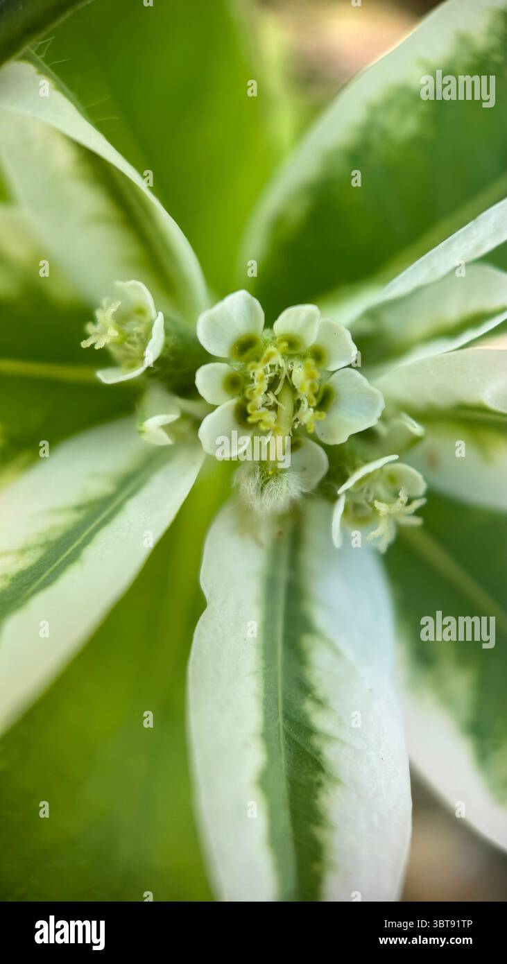 Snow on mountain euphorbia marginata hi-res stock photography and images -  Alamy