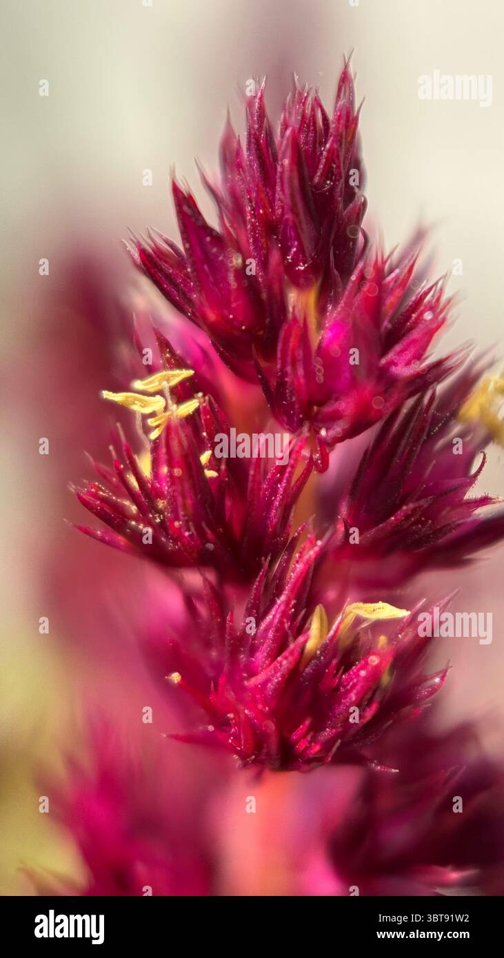 Red amaranthus flowers macro photography. - Smartphone Captured Stock Image