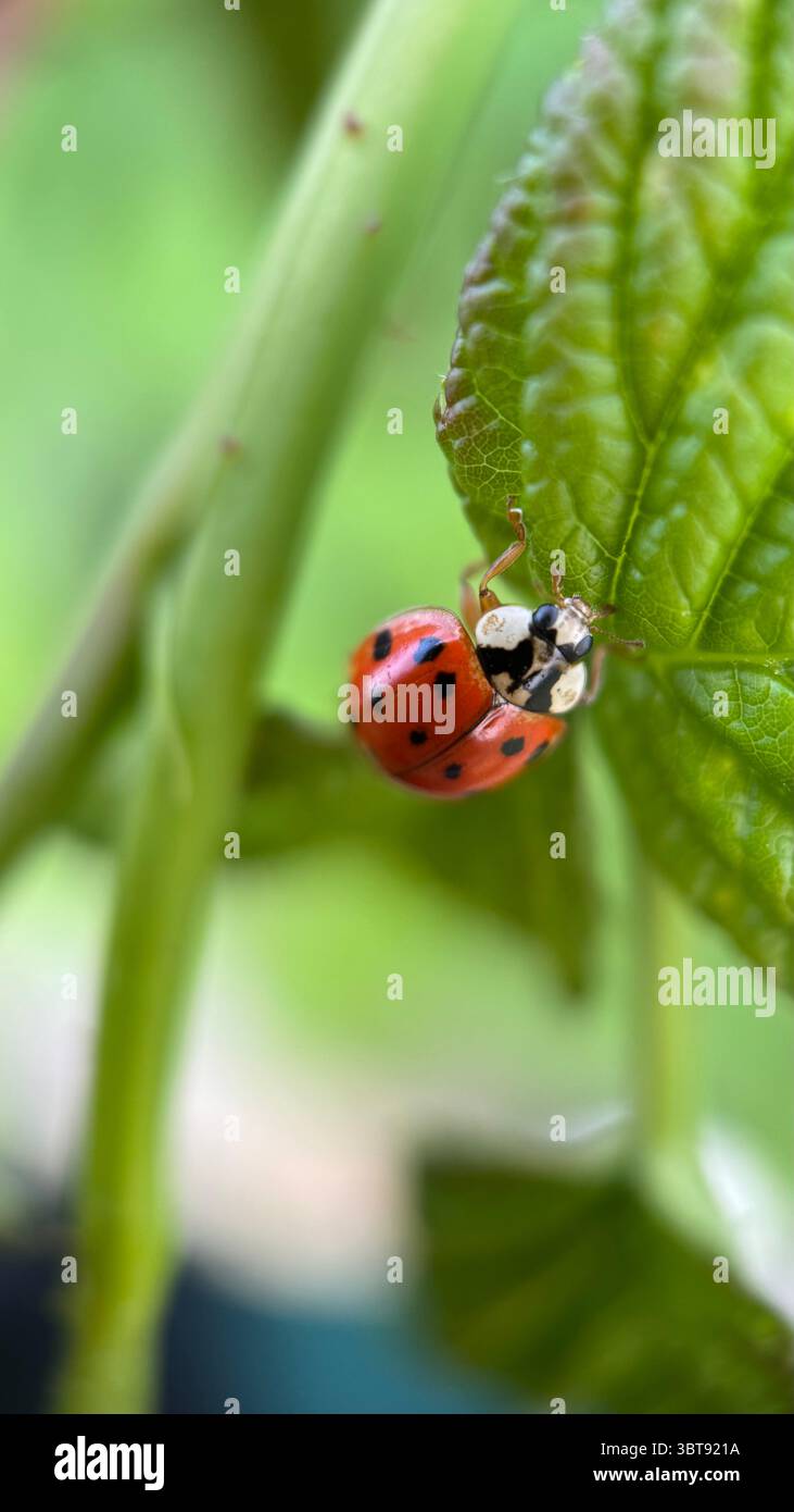 Ladybug (lady beetle) macro photography. A close up of orange bug. - Smartphone Captured Stock Image