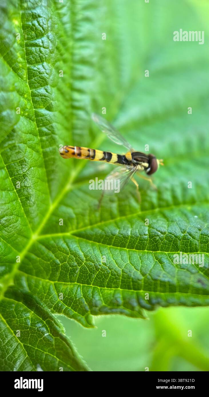 A close up of a long hoverfly insect flying over a green leaf. Macro photography - Smartphone Captured Stock Image
