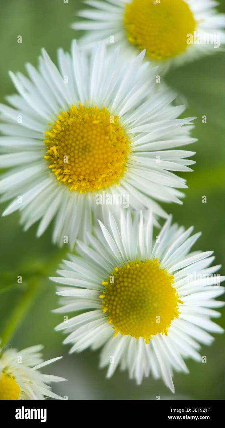 White daisy flower macro photography. A close up of a daisy petals and yellow center. - Smartphone Captured Stock Image
