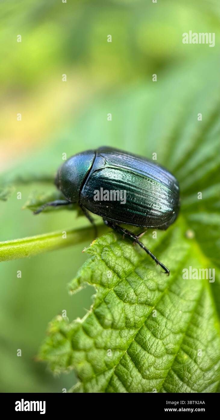 A close up of a metallic green dune chafer beetle. Macro photography. - Smartphone Captured Stock Image