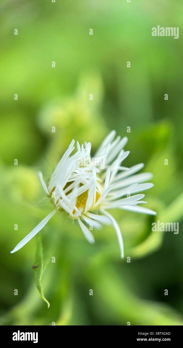 White daisy flower macro photography. A close up of a daisy petals and yellow center. - Smartphone Captured Stock Image