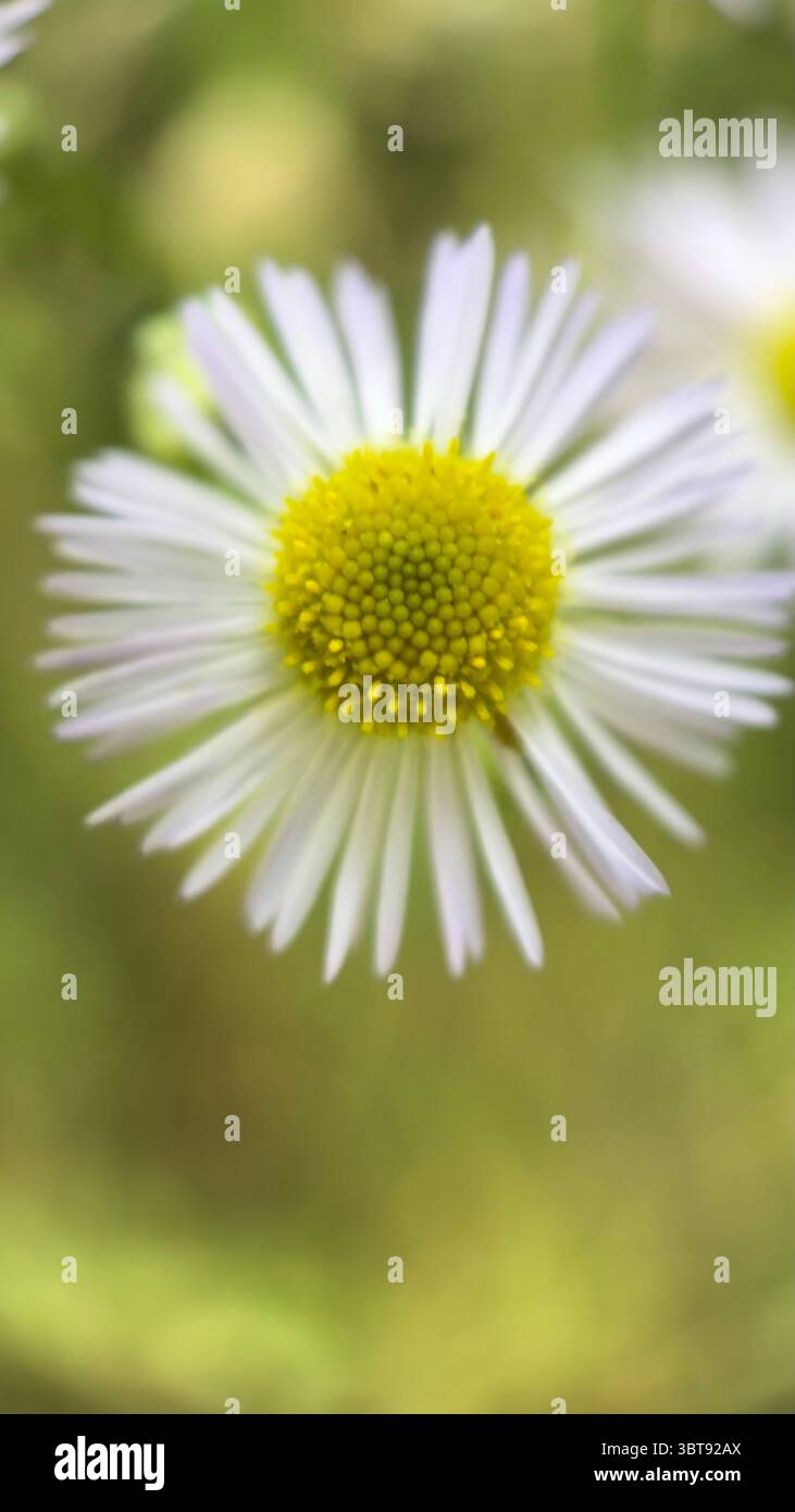White daisy flower macro photography. A close up of a daisy petals and yellow center. - Smartphone Captured Stock Image